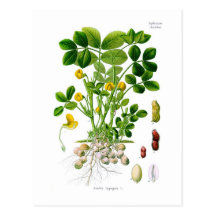 Hypogaea d'arachis (arachide) cartes postales