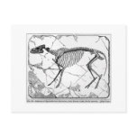 Hyracotherium venticolum art postcard