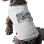 Hyrax - Israeli rock rabbit pet clothing