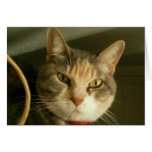 i am smiling - Customized cards