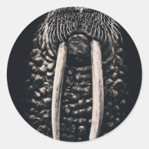 I am the walrus. stickers