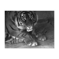I am Tiger Postcard