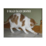 I CAN HAZ MOUS POSTCARDS