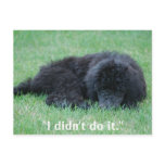 "I didn't do it." Postcards