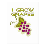 I Grow Grapes Tshirts and Gifts Postcard