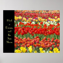 I had a Dream & the Sun Shone art prints Tulips