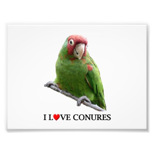 I "Heart" Conures Photographic Print