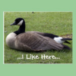 I like here, wild duck post card postcards