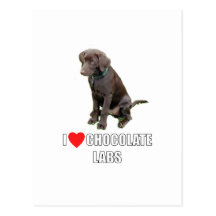 I Loce Chocolate Labs Postcard