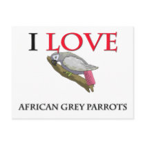 I Love African Grey Parrots Postcards