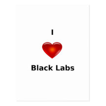 I Love Black Labs Post Card
