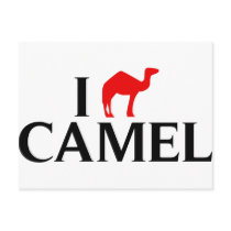I Love Camels Post Card