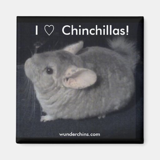 I Love Chinchillas Refrigerator Magnet