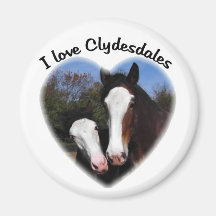 I love clydesdales magnets