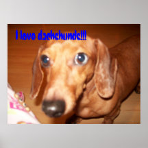 I love dachshunds poster