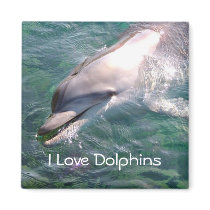 I love Dolphins Magnet