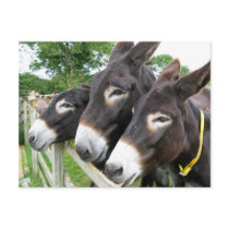 I Love Donkeys! Postcard