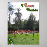 I Love Florida Flamingos Poster