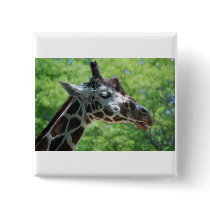 I Love Giraffes