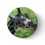 I Love Giraffes