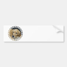 I Love Goldens  Bumper Sticker