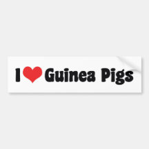 I Love Guinea Pigs Bumper Sticker