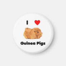 I love guinea pigs Magnet