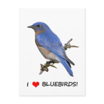 I Love (heart) Bluebirds Postcards