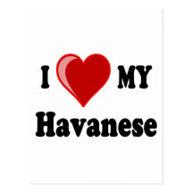 I Love (Heart) My Havanese Dog Postcards