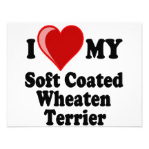 I Love (Heart) My Soft Coated Wheaten Terrier Dog Custom Announcement