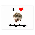 I love hedgehogs post cards