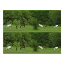 I Love Horses! Bookmarkers - Customize! Post Card