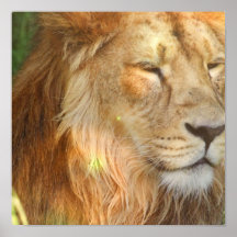 I Love Lions Poster