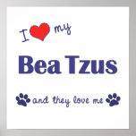 I Love My Bea Tzus (Multiple Dogs) Poster Print
