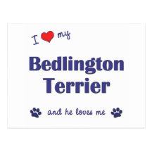 I Love My Bedlington Terrier (Male Dog) Post Card