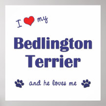 I Love My Bedlington Terrier (Male Dog) Posters
