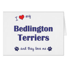 I Love My Bedlington Terriers (Multiple Dogs) Greeting Cards