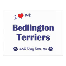 I Love My Bedlington Terriers (Multiple Dogs) Post Card