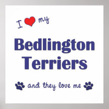 I Love My Bedlington Terriers (Multiple Dogs) Posters
