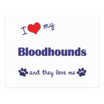 I Love My Bloodhounds (Multiple Dogs) Postcard
