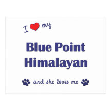 I Love My Blue Point Himalayan (Female Cat) Post Cards