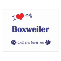 I Love My Boxweiler (Female Dog) Post Card