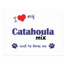 I Love My Catahoula Mix (Male Dog) Post Card