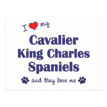 I Love My Cavalier King Charles (Multiple Dogs) Postcard