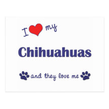 I Love My Chihuahuas (Multiple Dogs) Postcard