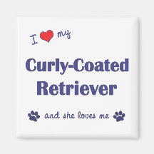 I Love My Curly-Coated Retriever (Female Dog) Magnet