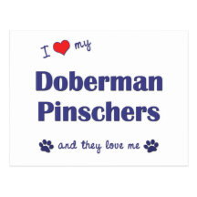 I Love My Doberman Pinschers (Multiple Dogs) Post Card