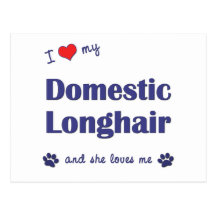 I Love My Domestic Longhair (Female Cat) Post Card