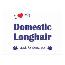 I Love My Domestic Longhair (Male Cat) Post Card