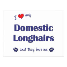 I Love My Domestic Longhairs (Multiple Cats) Postcards